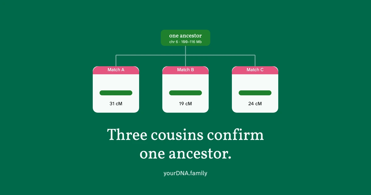 Three DNA match cards sharing one highlighted segment, all tracing back to a single common ancestor.